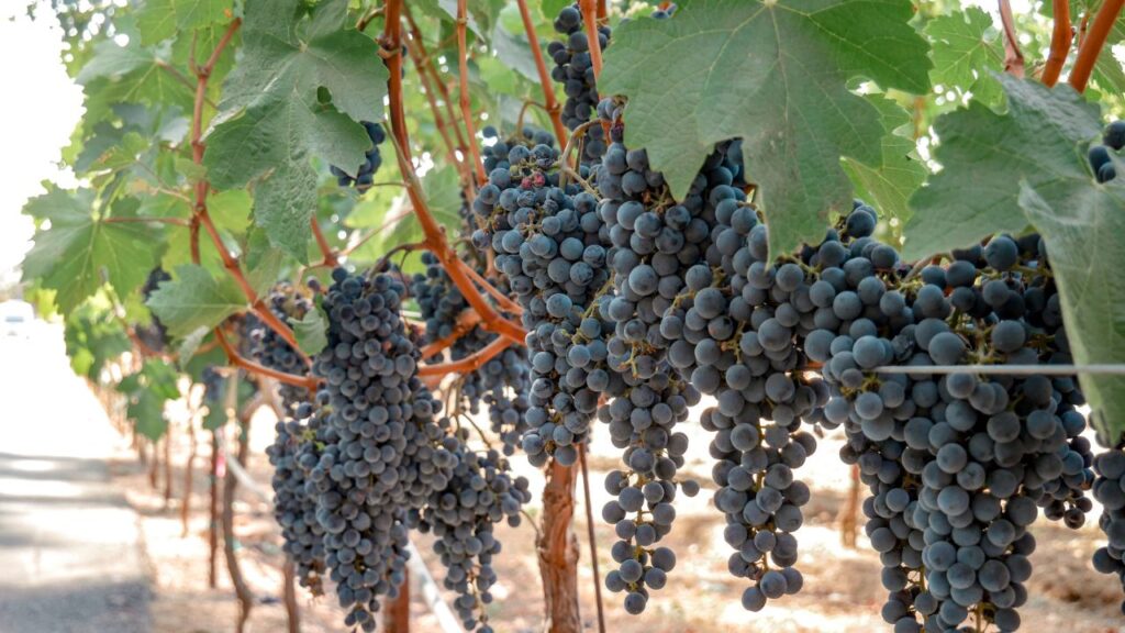 Descubre la diferencia del vino cosechado a mano 1 vino cosechado a mano