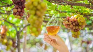Descubre la diferencia del vino cosechado a mano